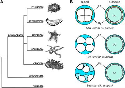 Live imaging of echinoderm embryos to illuminate evo-devo